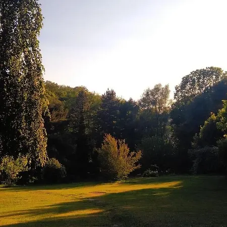 Il Vecchio Faggio