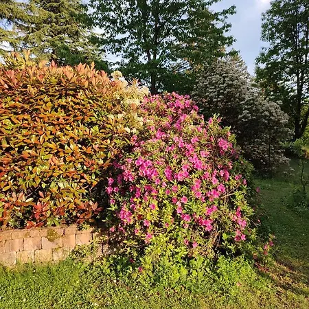 Il Vecchio Faggio 호텔