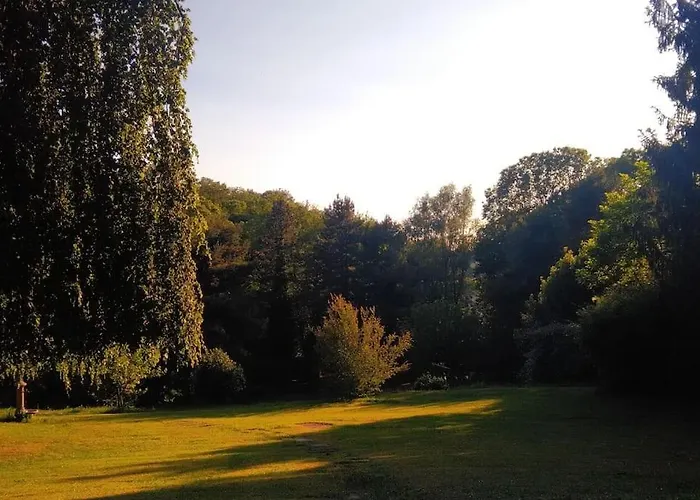 Il Vecchio Faggio