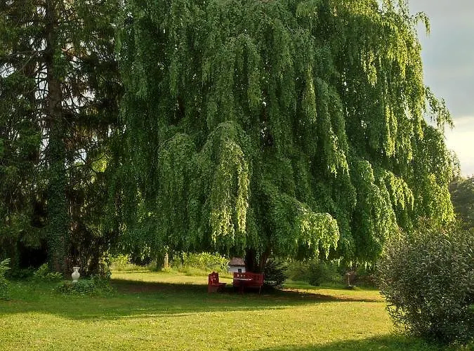 Il Vecchio Faggio * Rodero